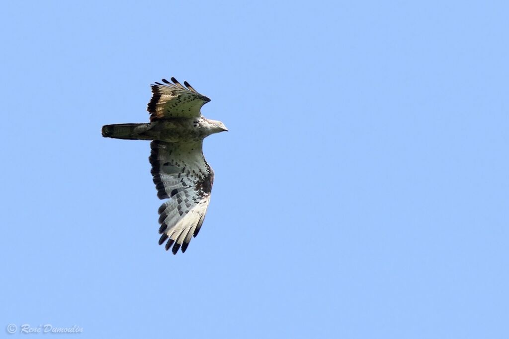 European Honey Buzzard male adult, Flight