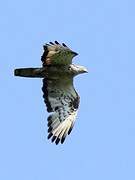 European Honey Buzzard