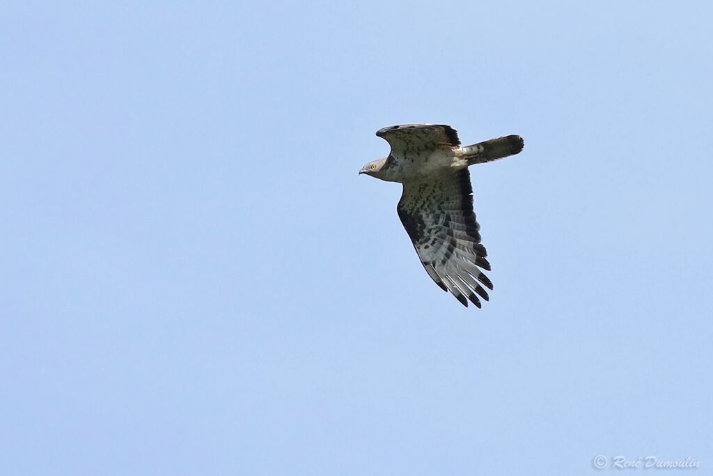 European Honey Buzzard