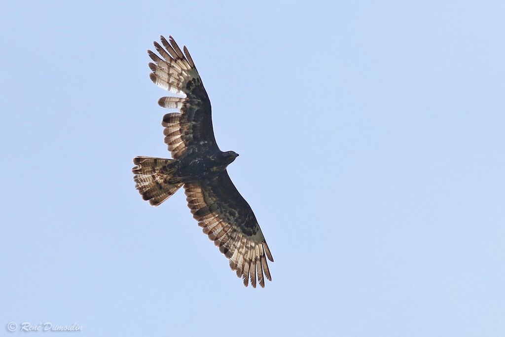 European Honey Buzzard