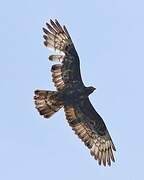 European Honey Buzzard