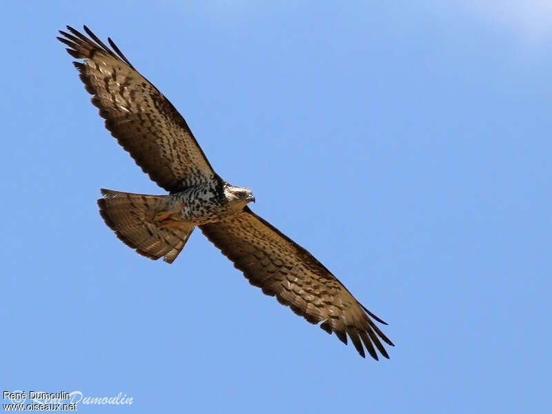 European Honey Buzzard female adult, aspect, Flight