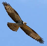 European Honey Buzzard