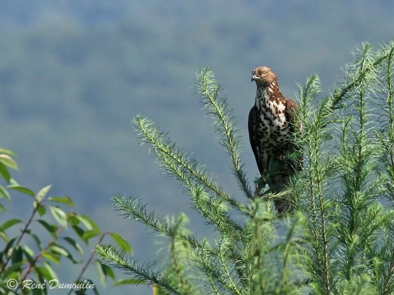 European Honey Buzzard female adult, identification