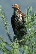 European Honey Buzzard