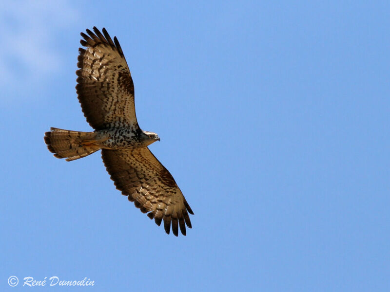 European Honey Buzzard female adult, Flight