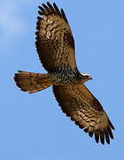 European Honey Buzzard