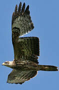 European Honey Buzzard