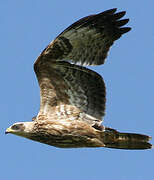 European Honey Buzzard