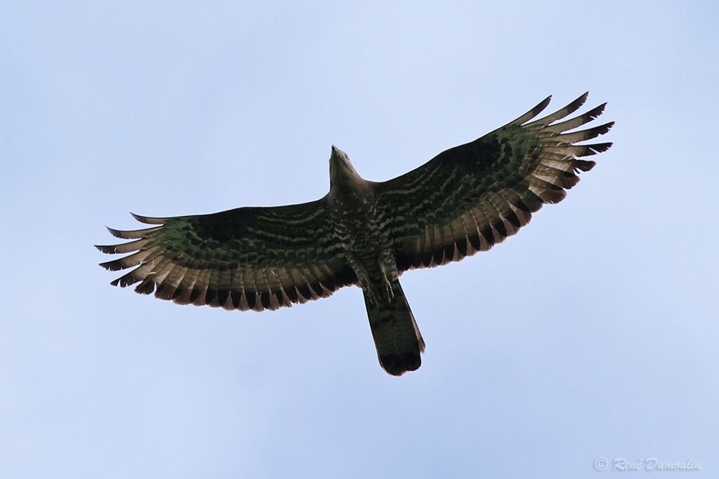 European Honey Buzzard male adult breeding, Flight