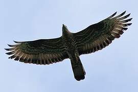 European Honey Buzzard