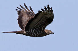 European Honey Buzzard