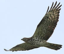 European Honey Buzzard