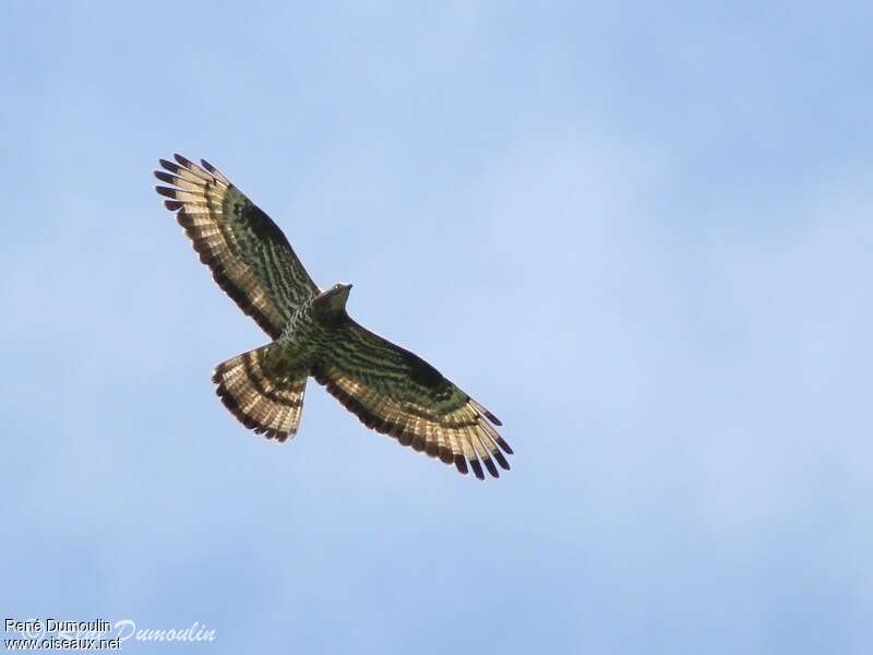 European Honey Buzzard male adult, Flight