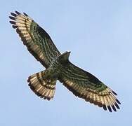 European Honey Buzzard