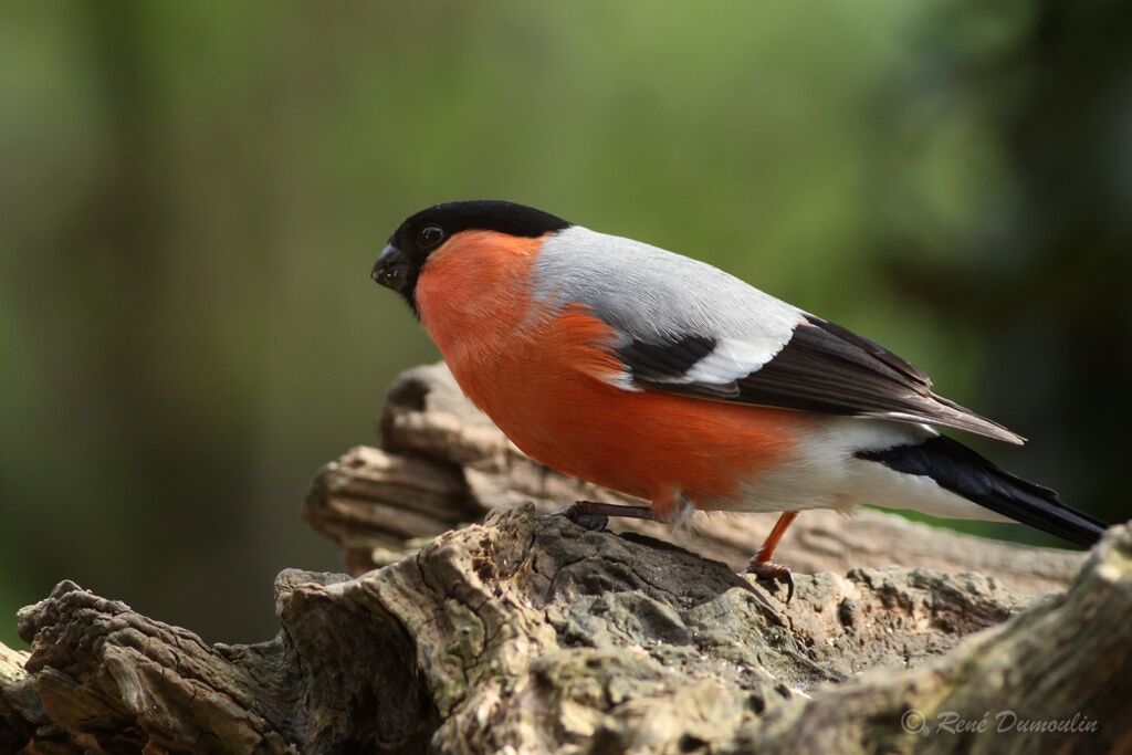 Eurasian Bullfinch male adult breeding, identification