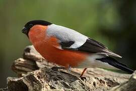 Eurasian Bullfinch