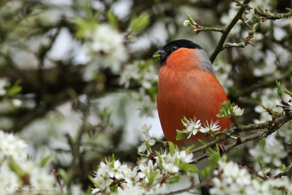 Eurasian Bullfinch male adult, identification, eats