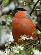 Eurasian Bullfinch