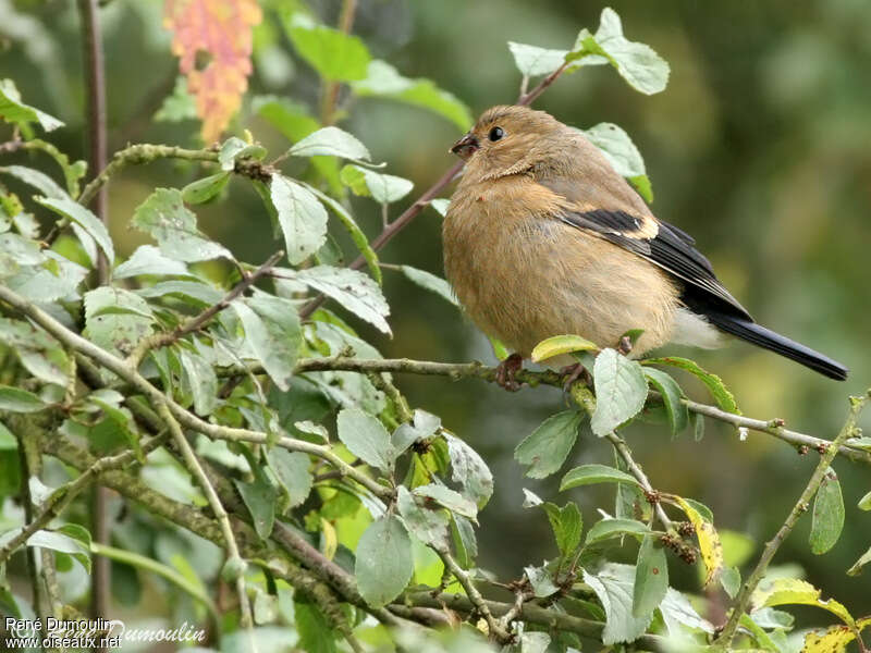 Eurasian Bullfinchjuvenile, identification