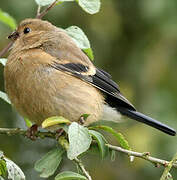 Eurasian Bullfinch