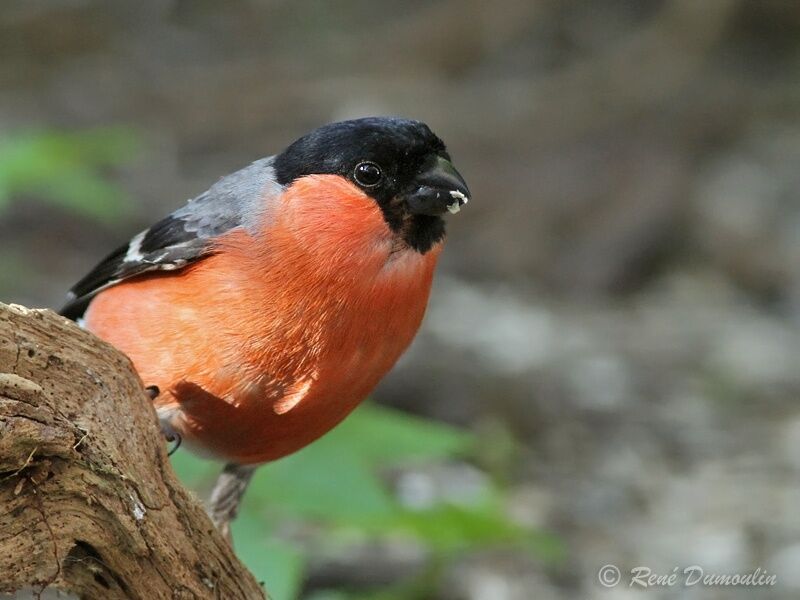 Eurasian Bullfinch male adult, identification