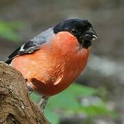 Eurasian Bullfinch