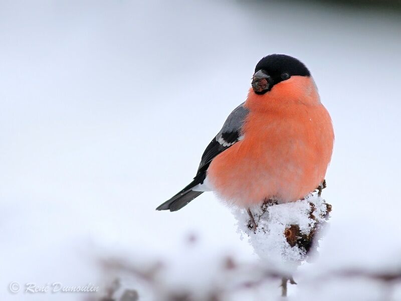 Eurasian Bullfinch male adult, identification