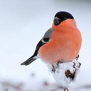 Eurasian Bullfinch