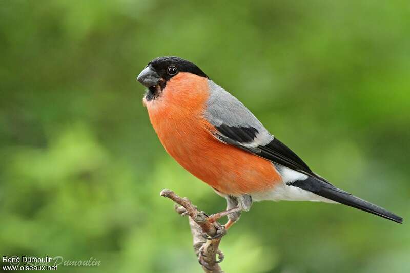 Eurasian Bullfinch male adult, identification