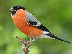 Eurasian Bullfinch