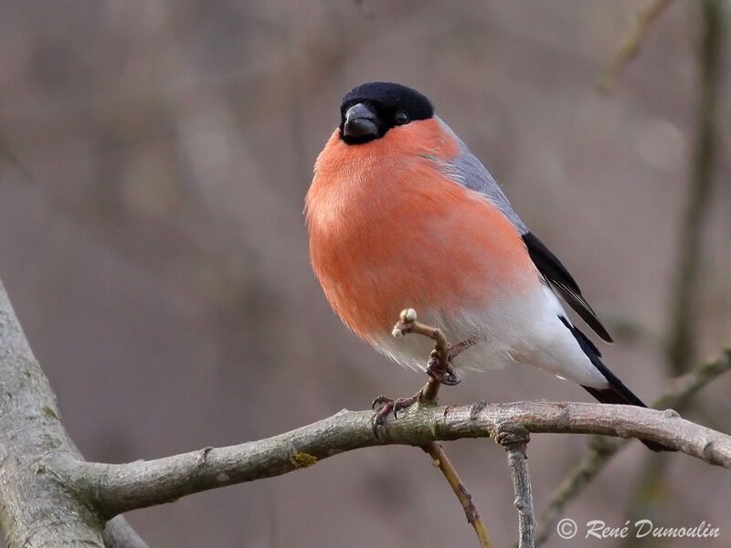 Eurasian Bullfinch male adult, identification