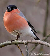 Eurasian Bullfinch