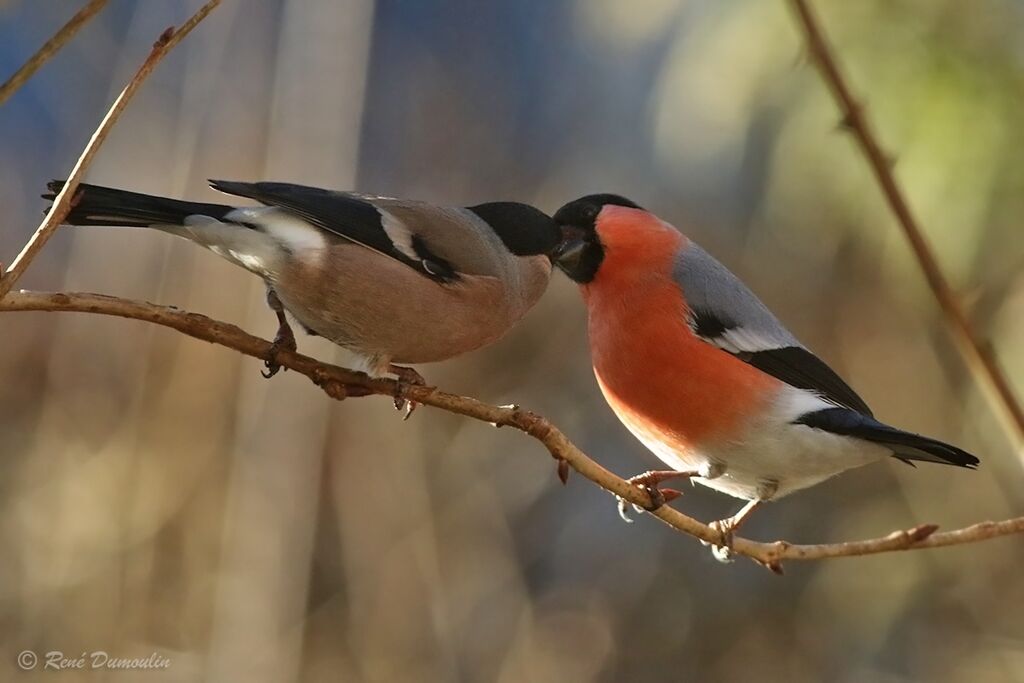 Eurasian Bullfinchadult transition, courting display