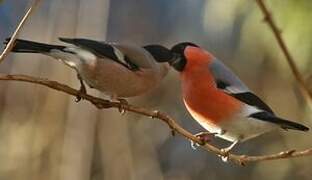 Eurasian Bullfinch