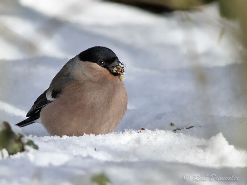 Eurasian Bullfinch female adult, identification, feeding habits