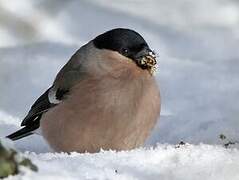 Eurasian Bullfinch