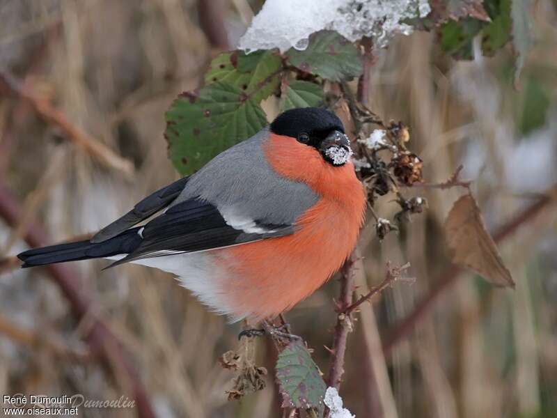 Eurasian Bullfinch male adult, drinks, Behaviour