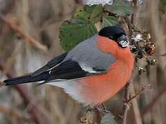 Eurasian Bullfinch