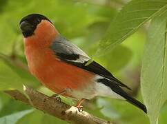 Eurasian Bullfinch