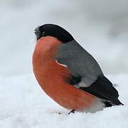 Eurasian Bullfinch