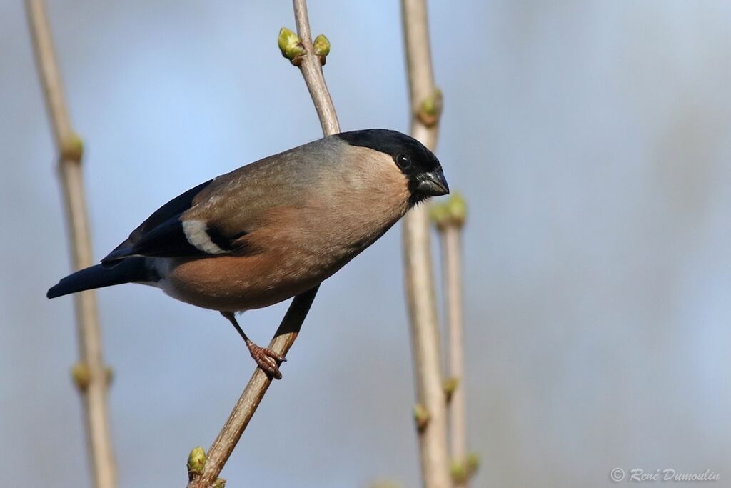 Eurasian Bullfinch