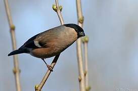 Eurasian Bullfinch