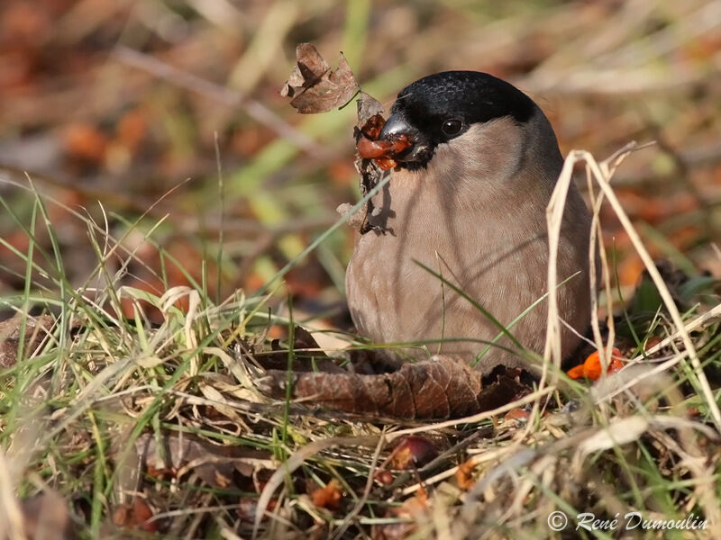 Eurasian Bullfinch female adult, feeding habits