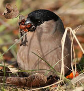 Eurasian Bullfinch