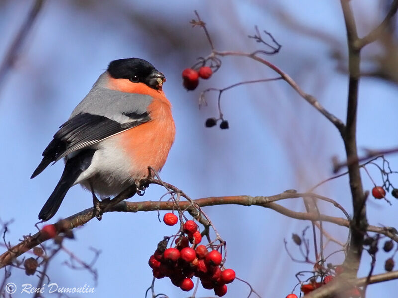 Eurasian Bullfinch male adult, identification, feeding habits