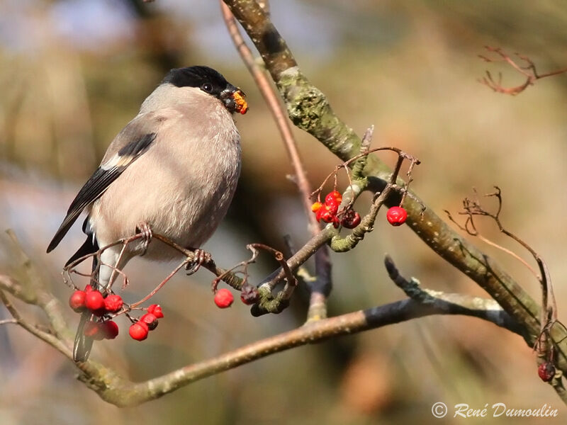 Eurasian Bullfinch female adult, identification, feeding habits