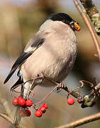 Eurasian Bullfinch