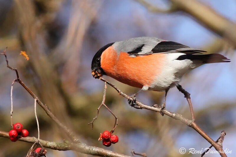 Eurasian Bullfinch male adult, identification, feeding habits