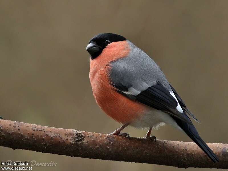 Eurasian Bullfinch male adult breeding, identification